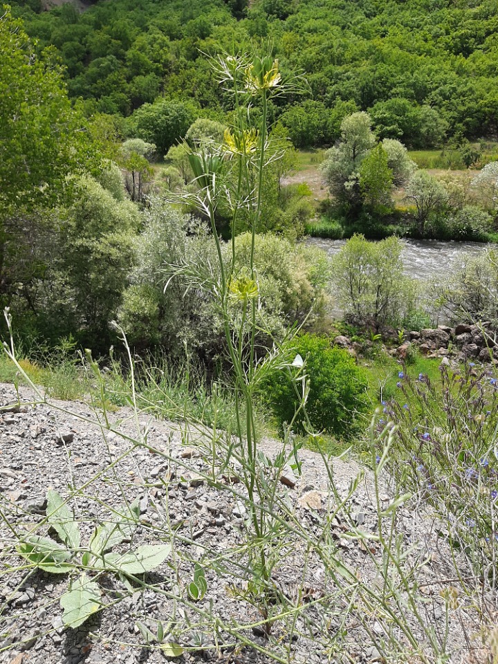 Nigella oxypetala