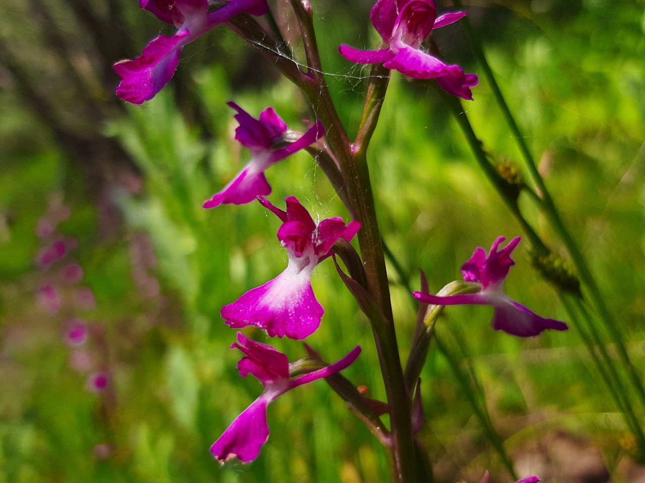 Orchis laxiflora