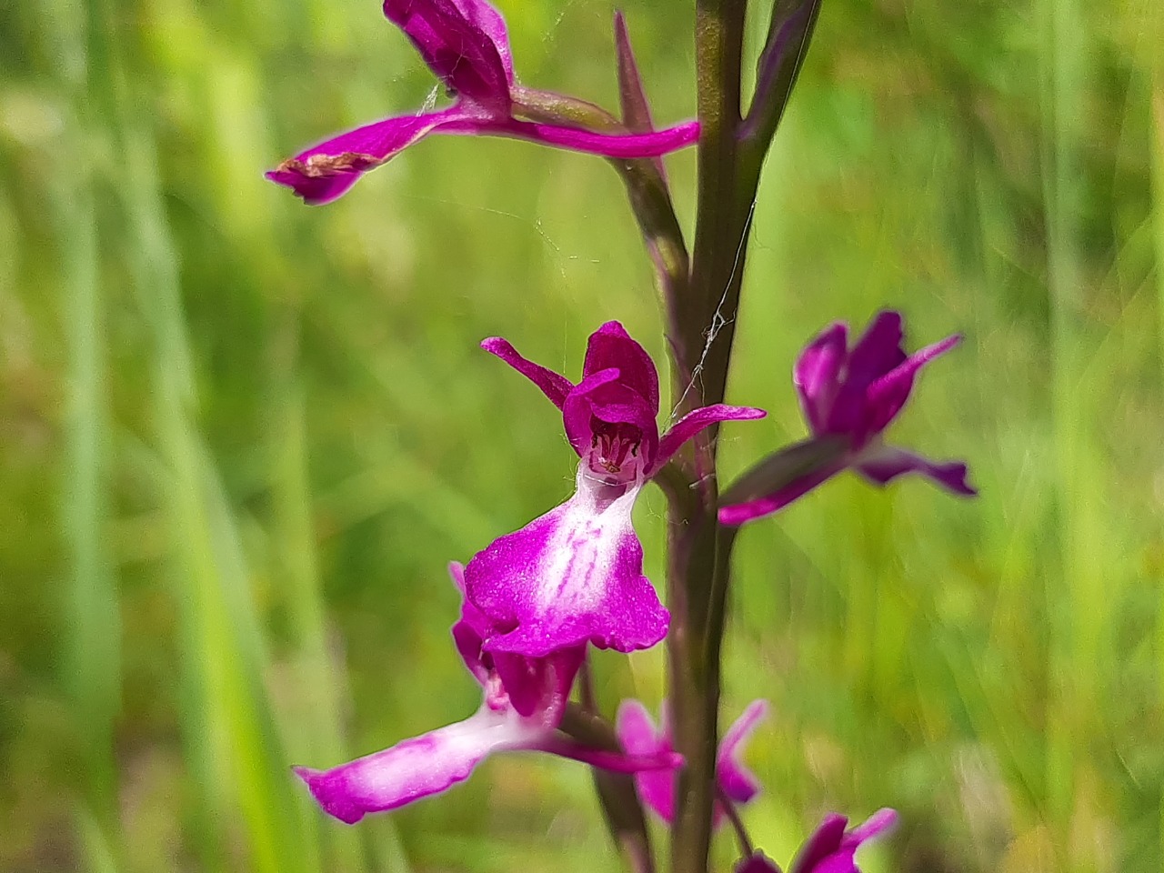 Orchis laxiflora