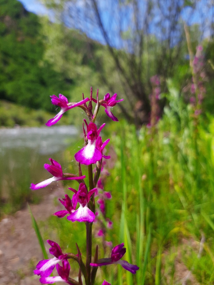 Orchis laxiflora