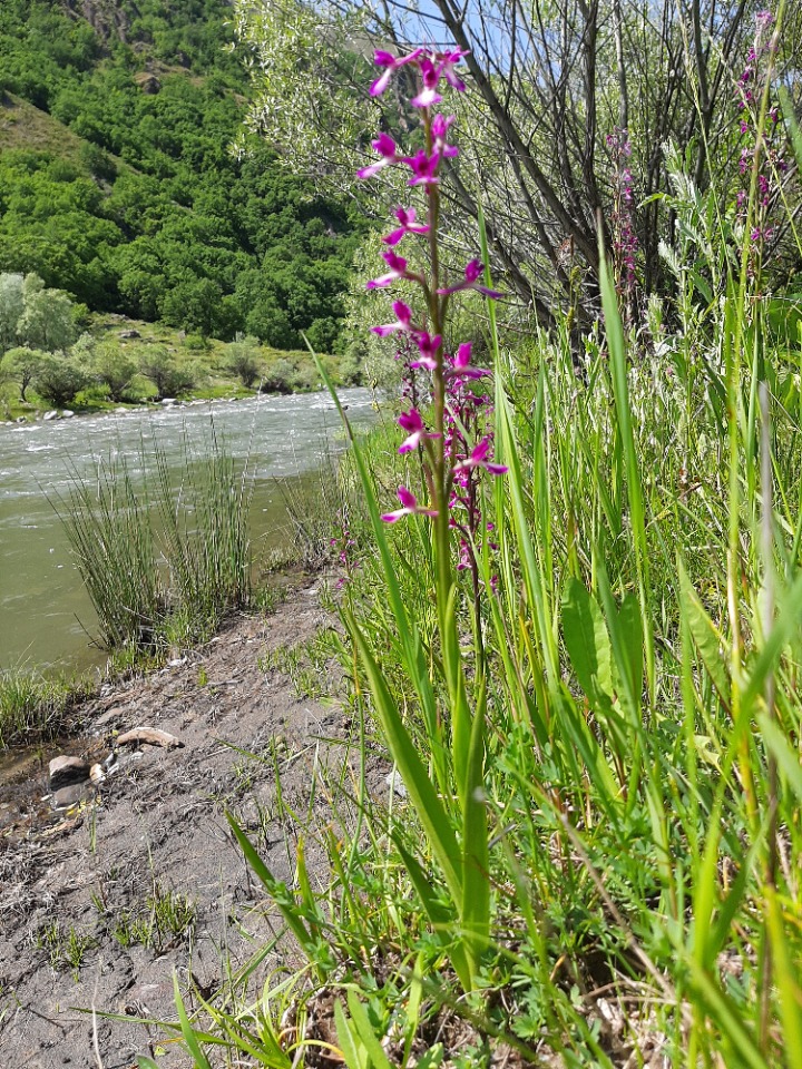 Orchis laxiflora