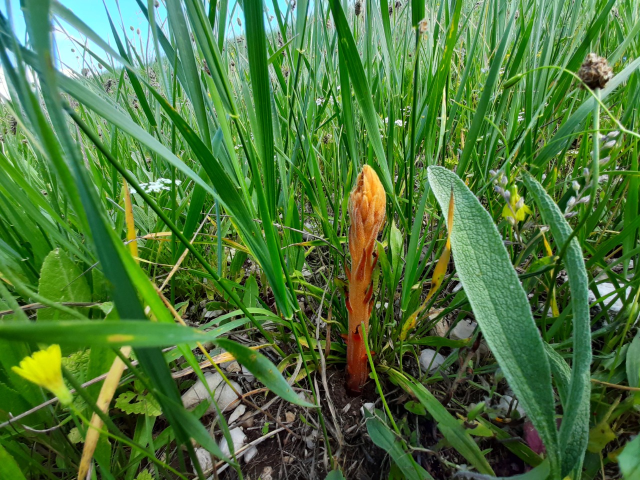 Orobanche kurdica