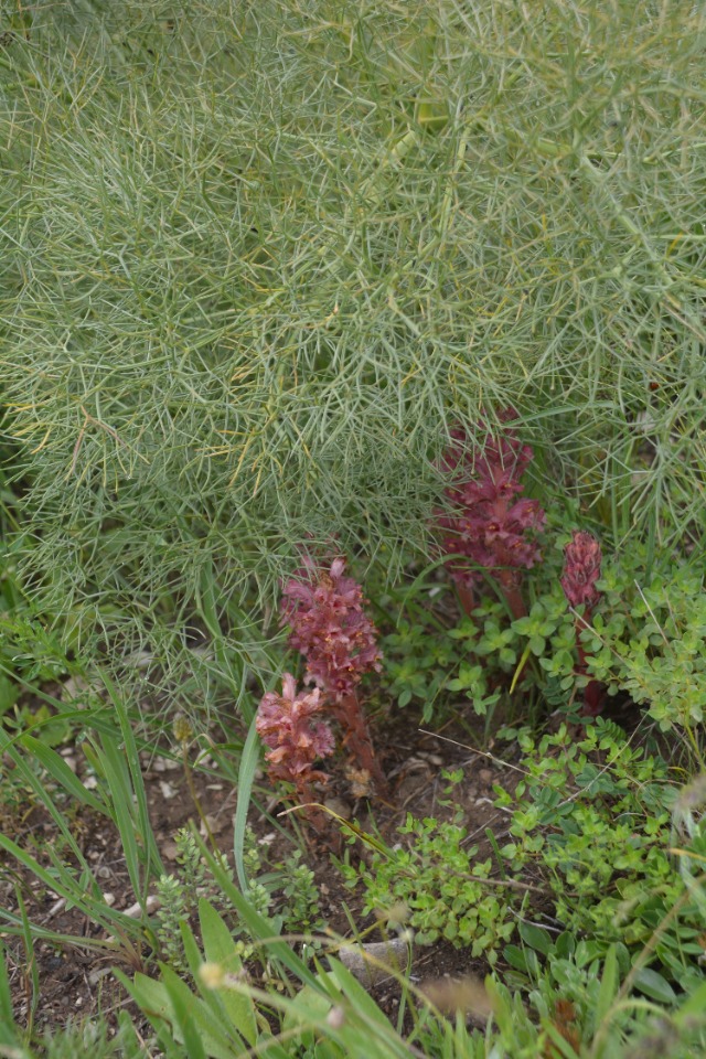 Orobanche kurdica