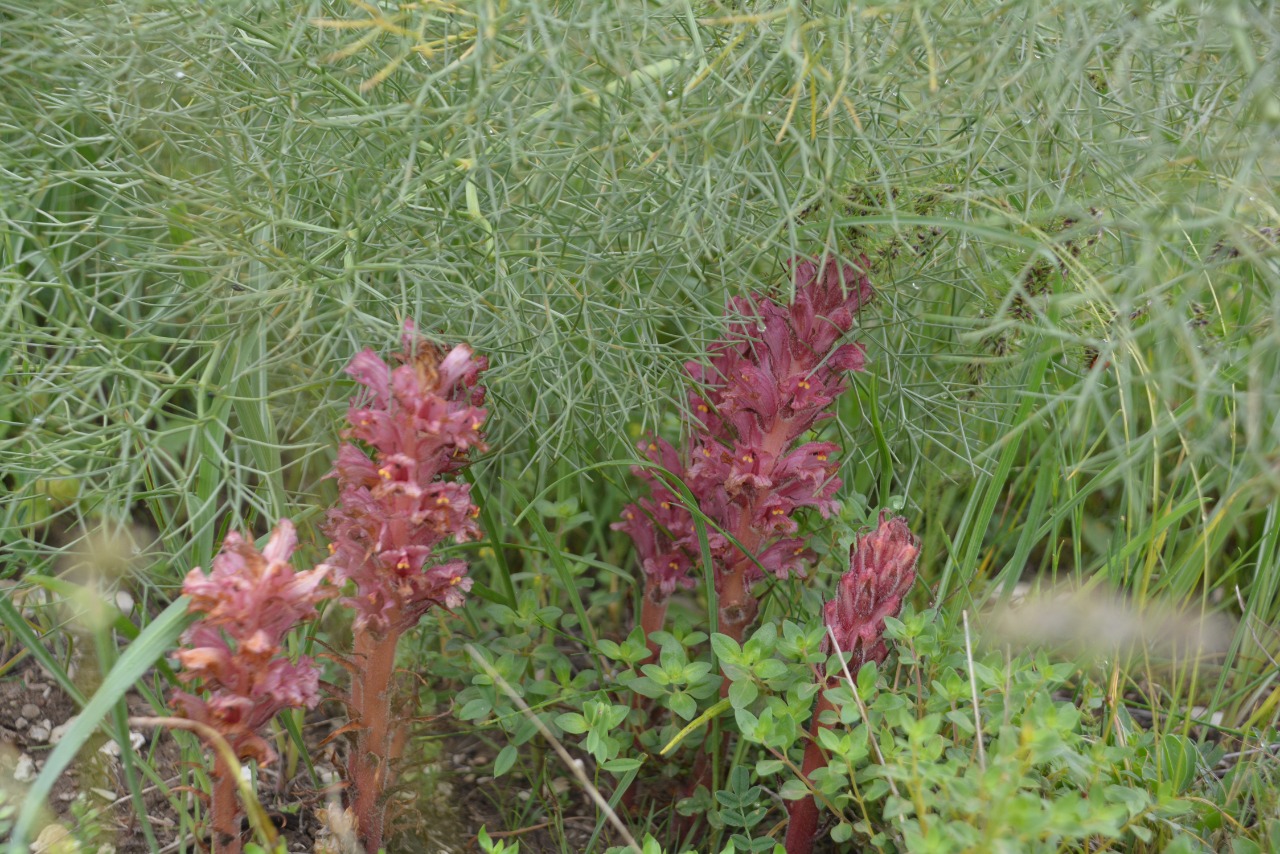 Orobanche kurdica