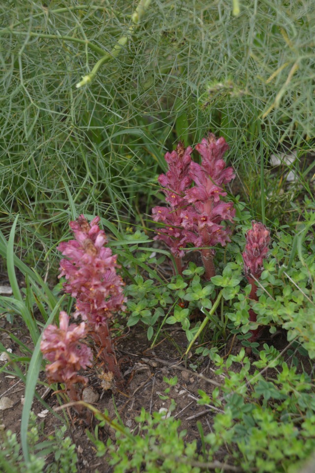 Orobanche kurdica