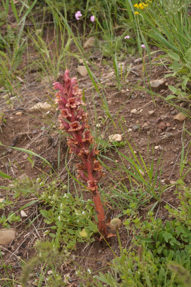 Orobanche kurdica