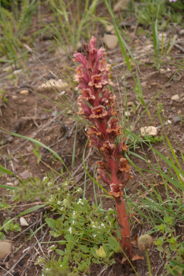 Orobanche kurdica