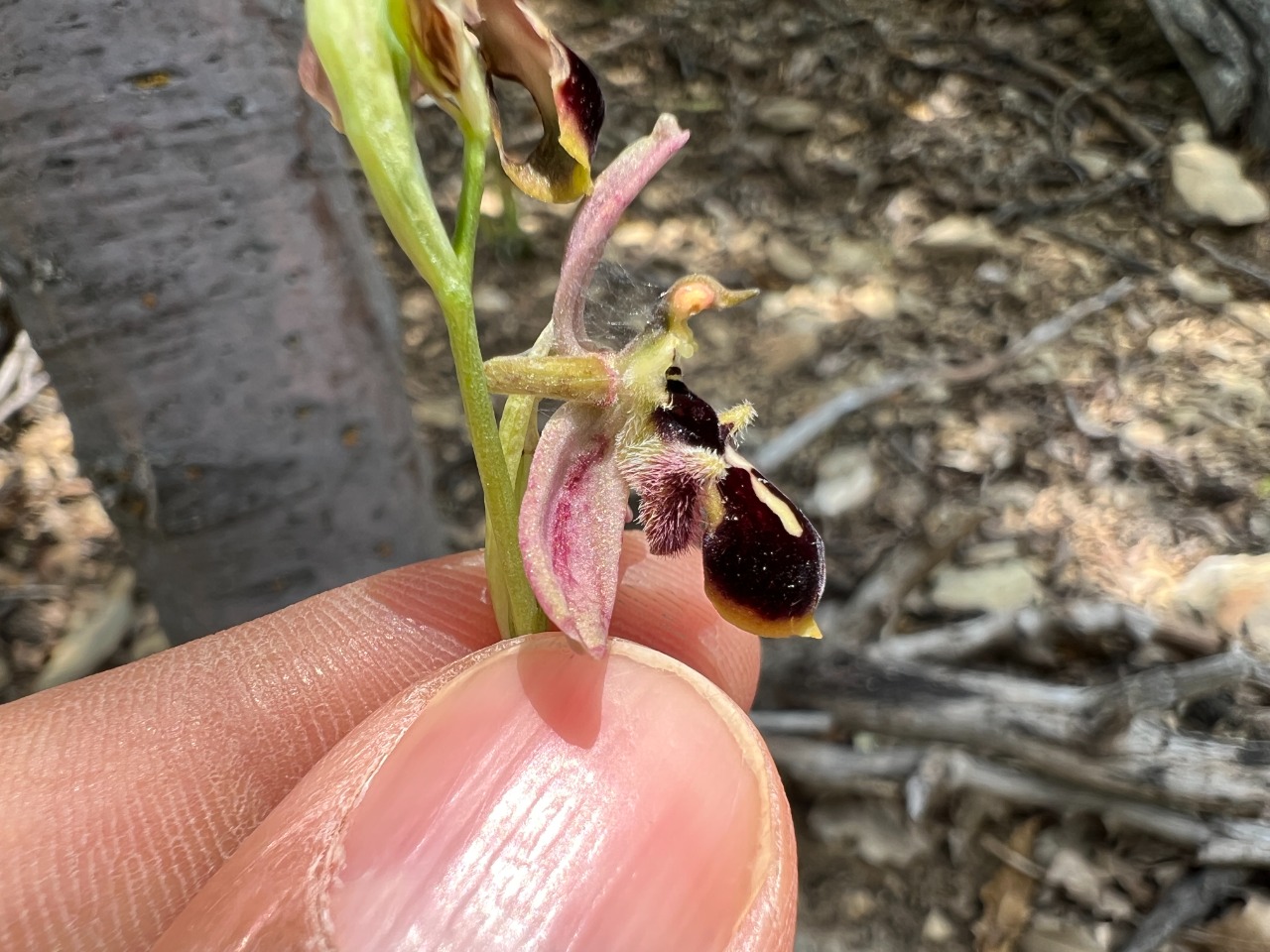 Ophrys cilicica