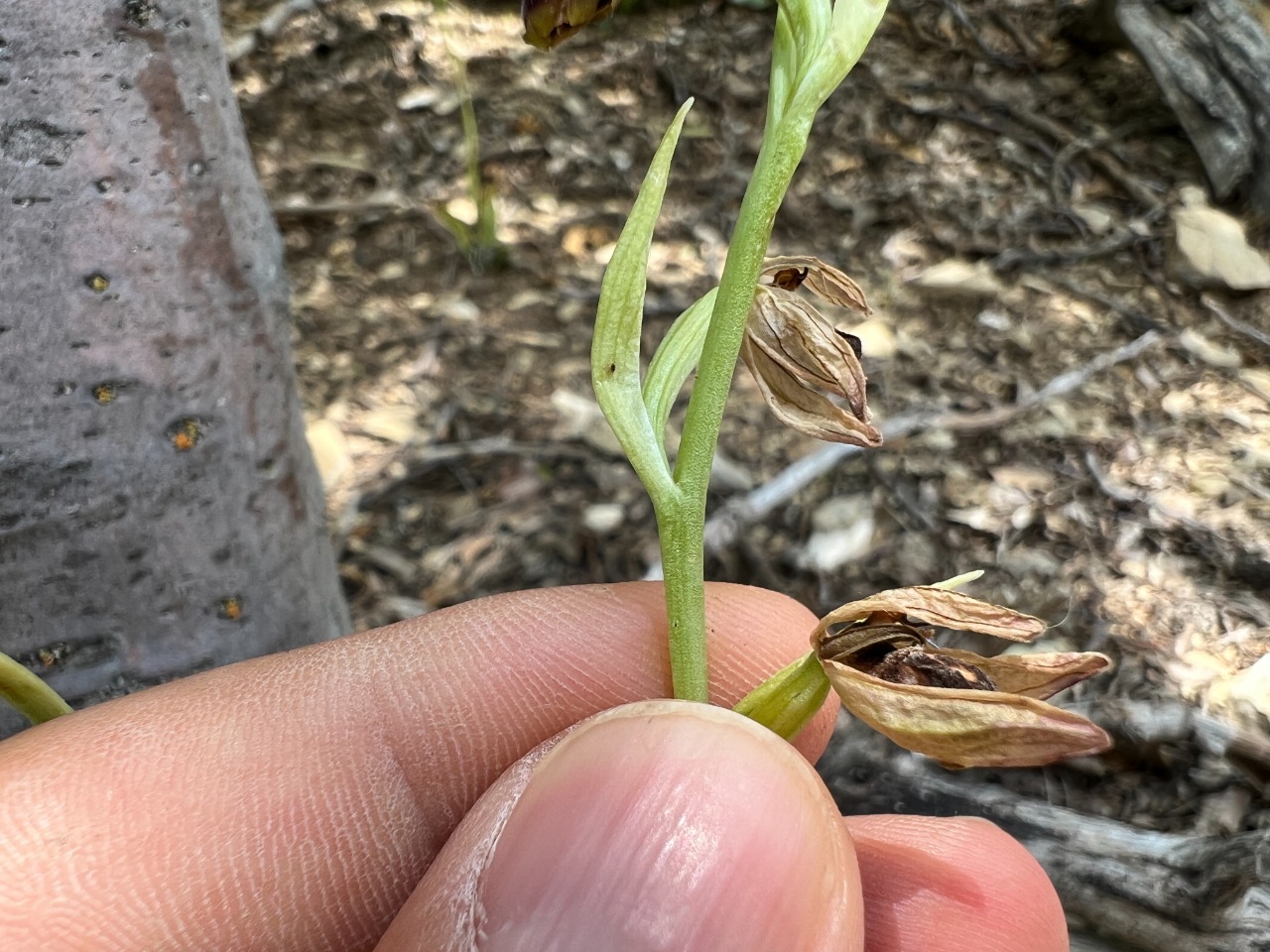 Ophrys cilicica