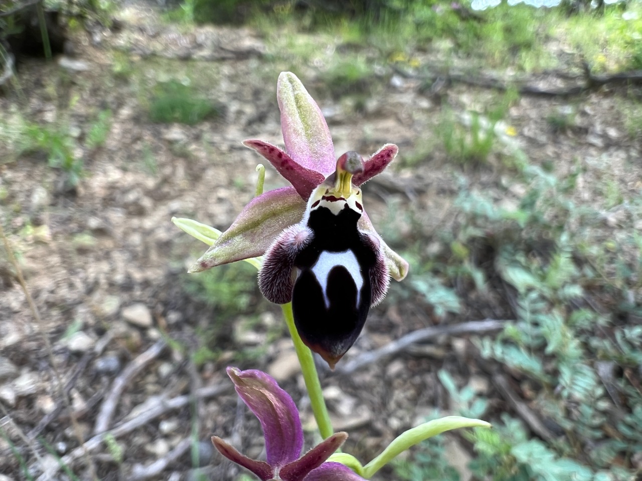 Ophrys reinholdii