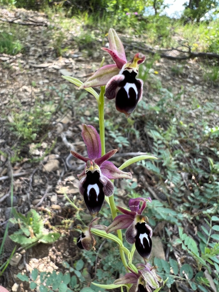 Ophrys reinholdii