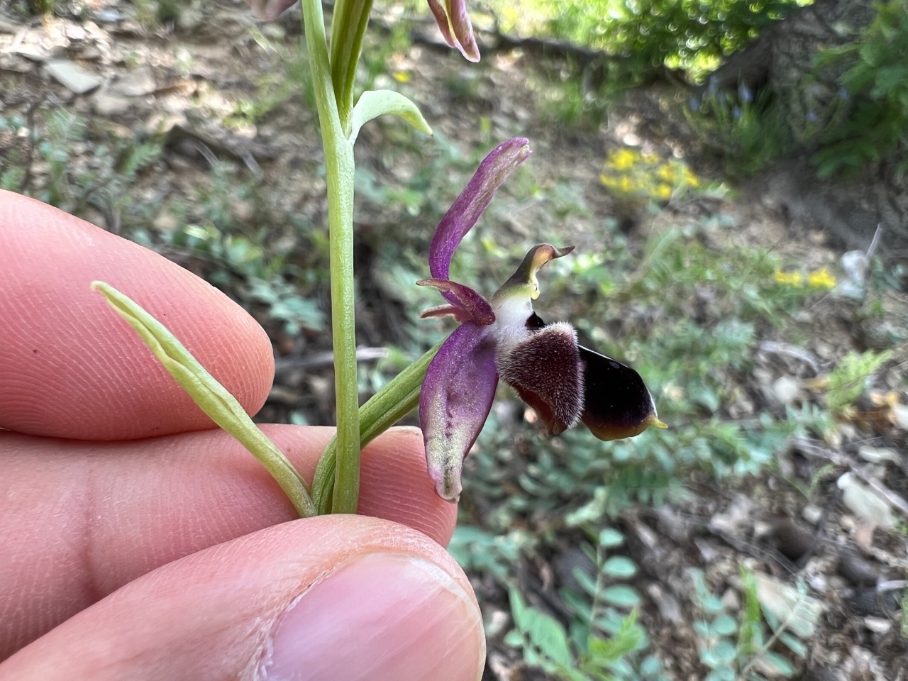 Ophrys reinholdii