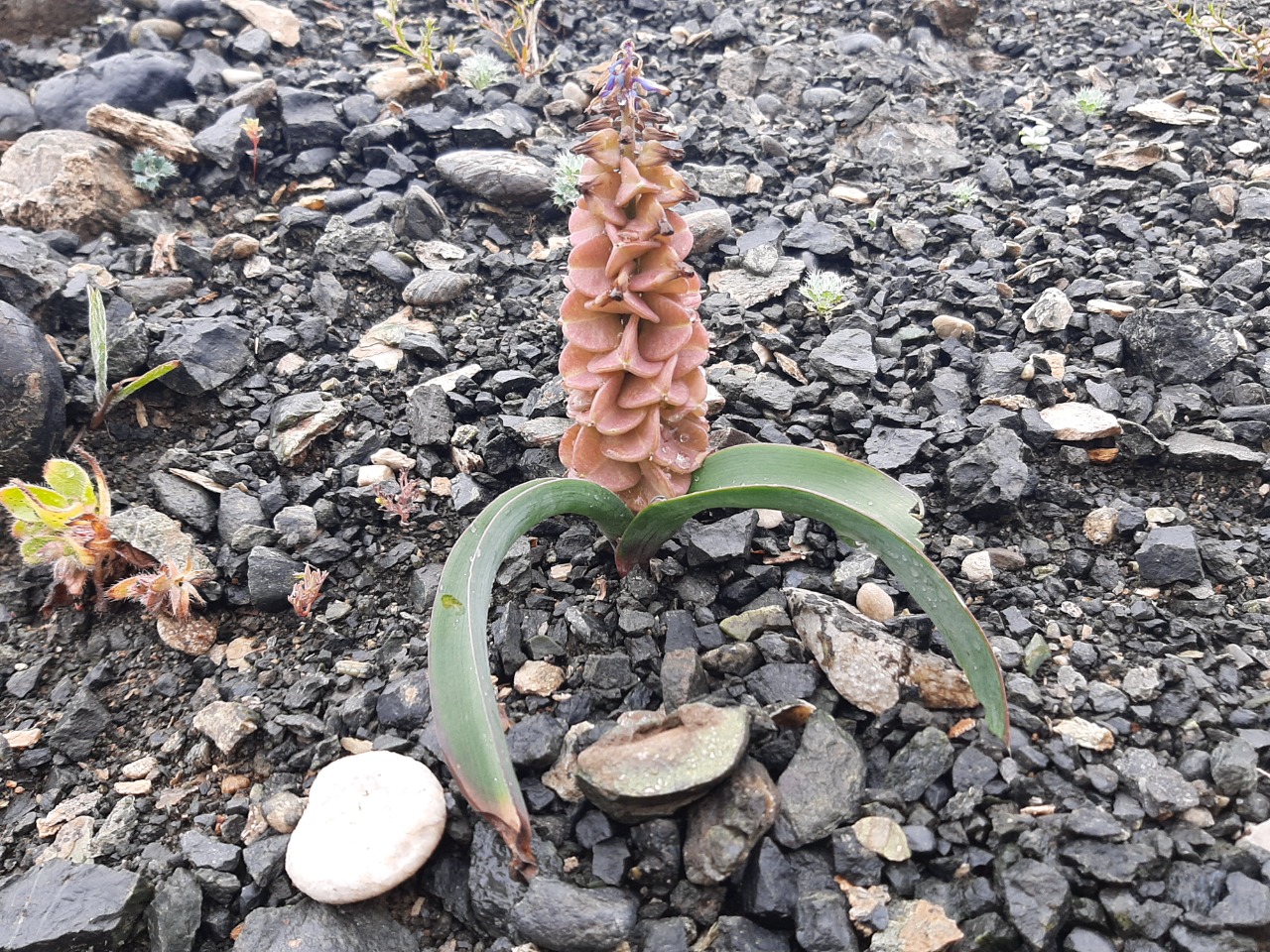 Muscari erzincanicum