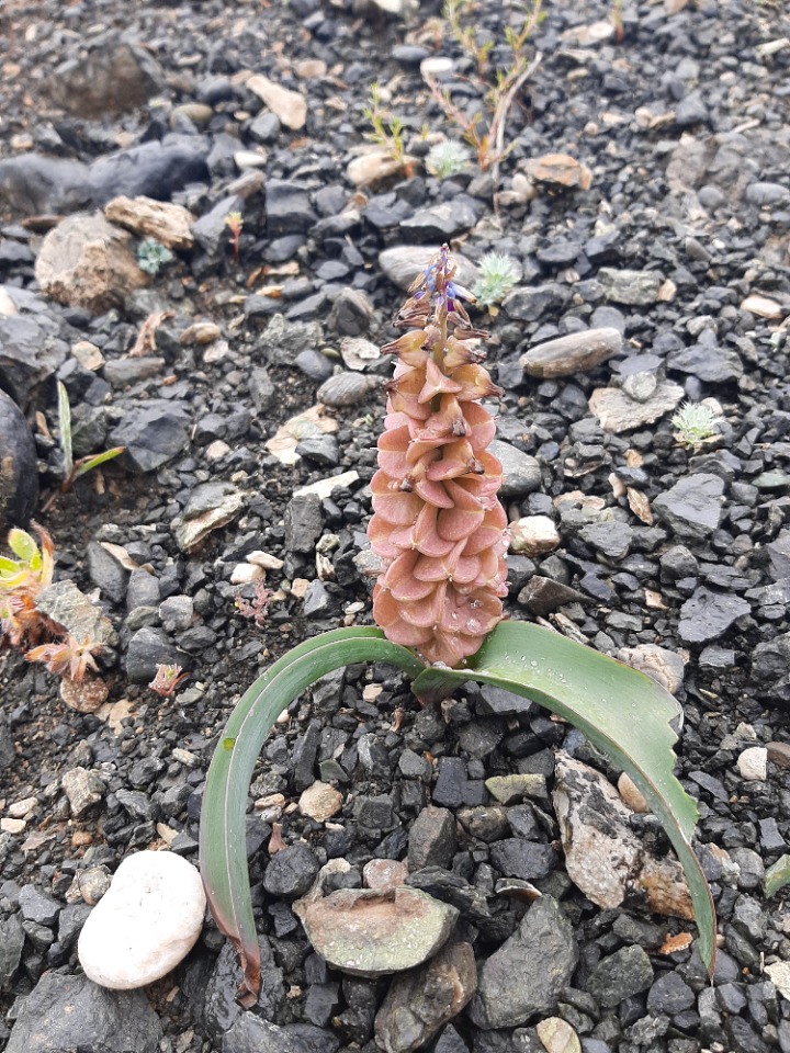 Muscari erzincanicum