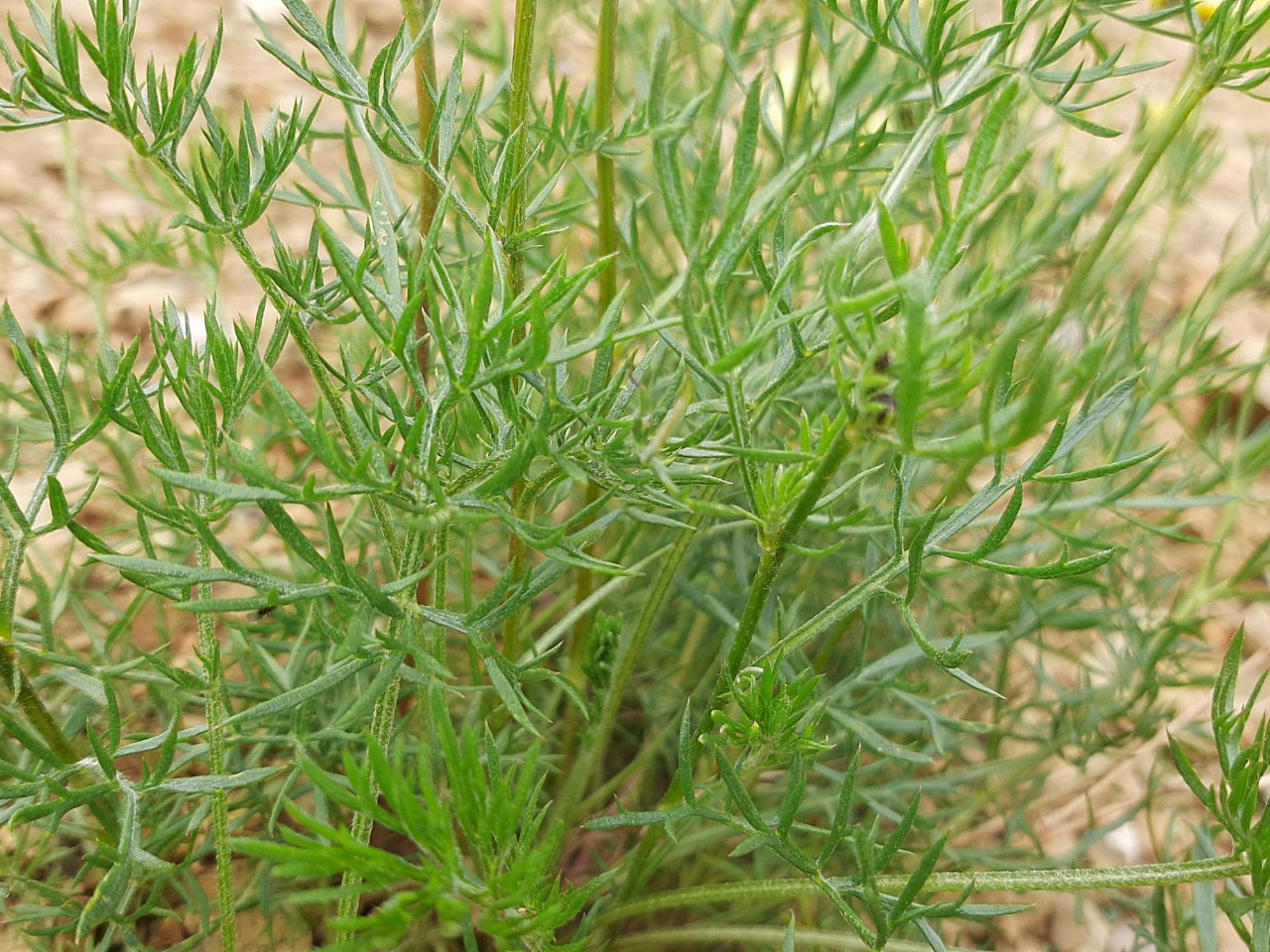 Tripleurospermum melanolepis