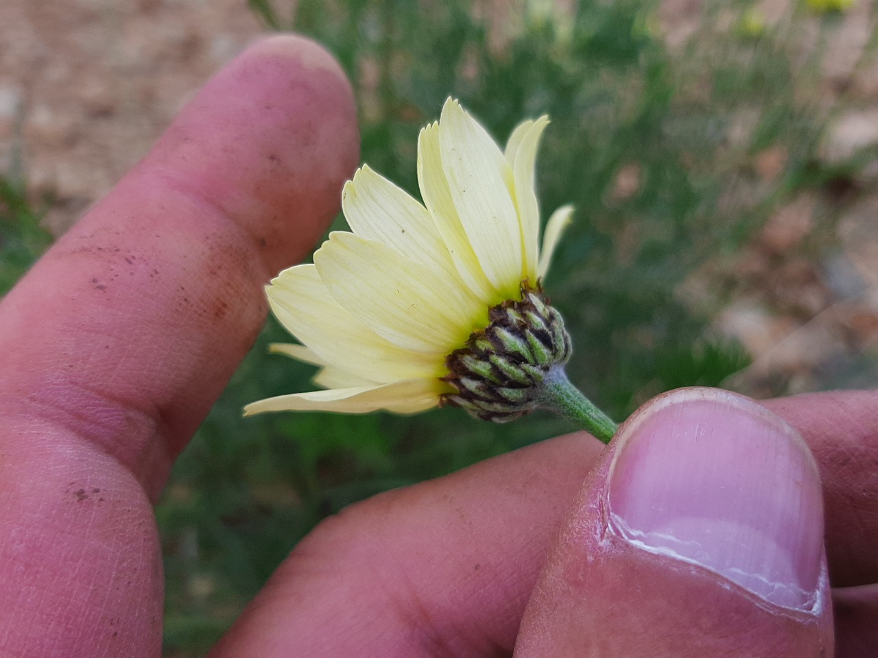 Tripleurospermum melanolepis