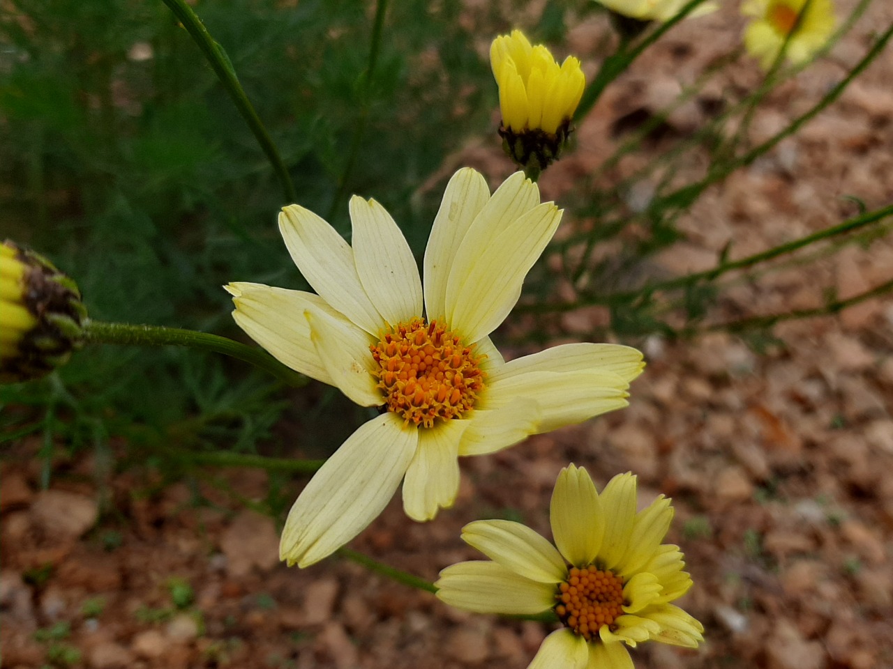 Tripleurospermum melanolepis