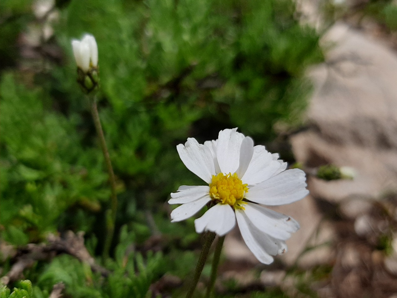 Tripleurospermum transcaucasicum