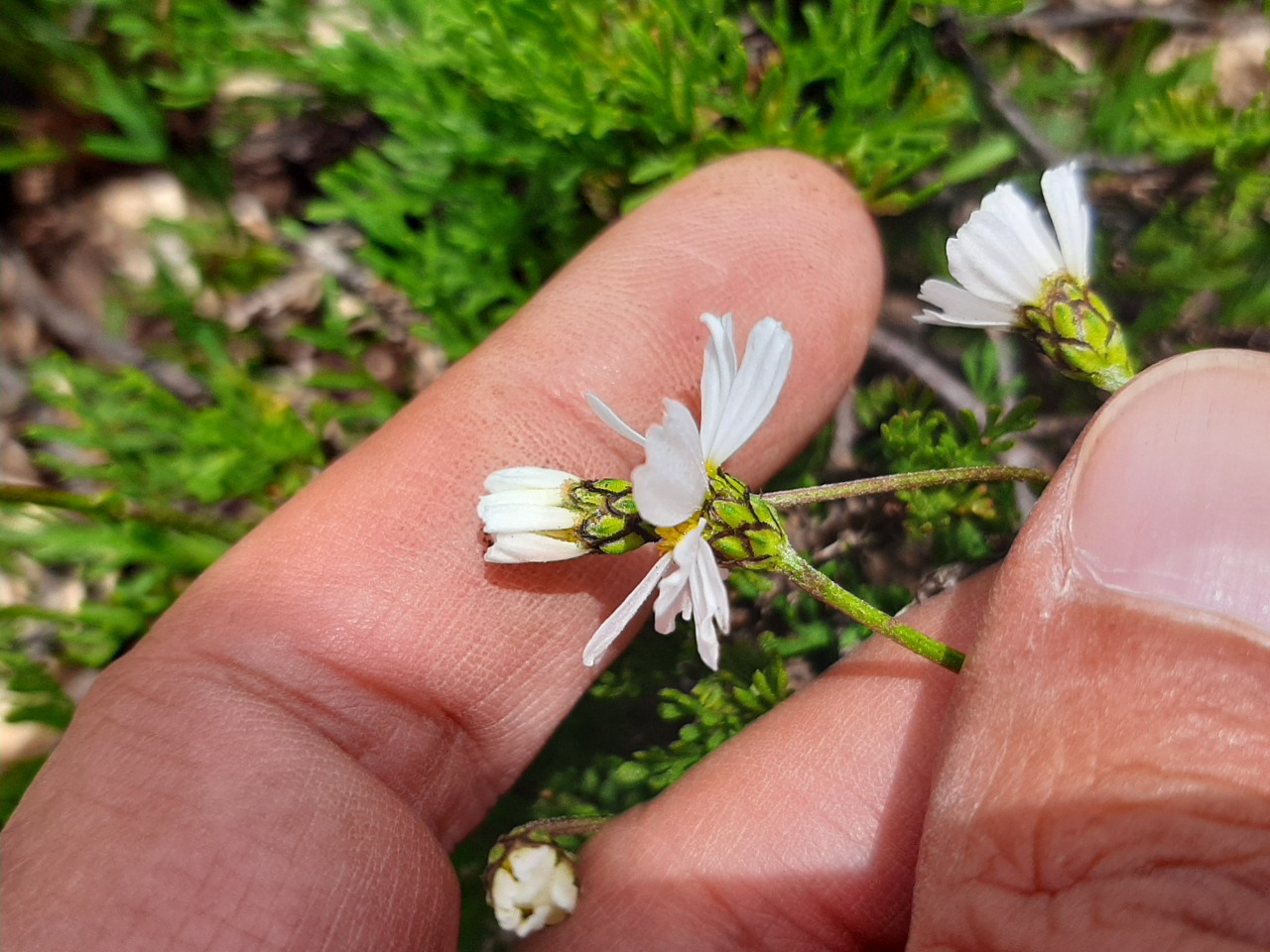 Tripleurospermum transcaucasicum