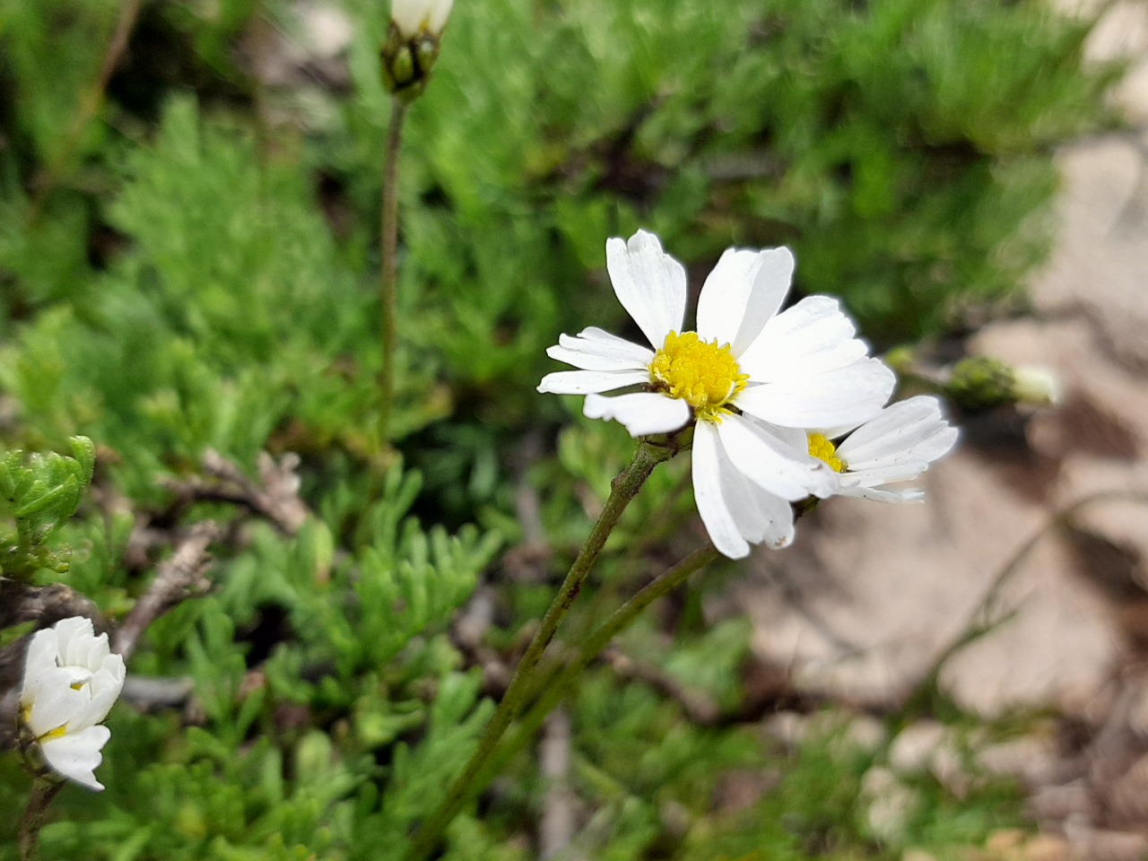 Tripleurospermum transcaucasicum