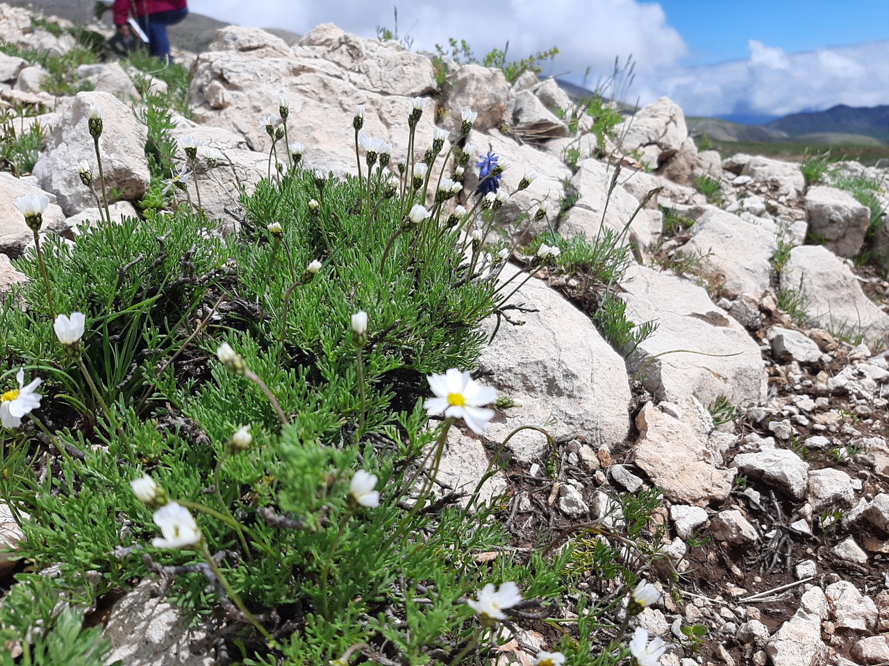 Tripleurospermum transcaucasicum