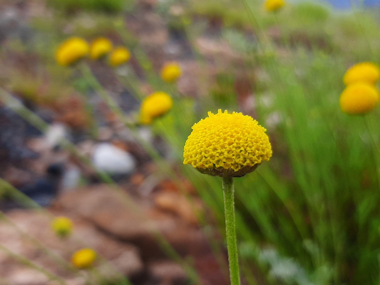 Anthemis kotschyana var. discoidea