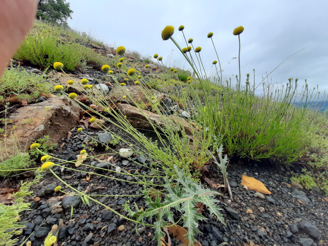 Anthemis kotschyana var. discoidea