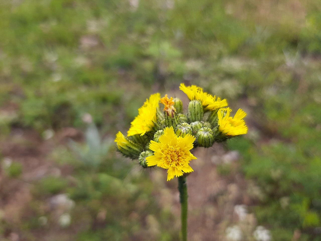 Pilosella piloselloides