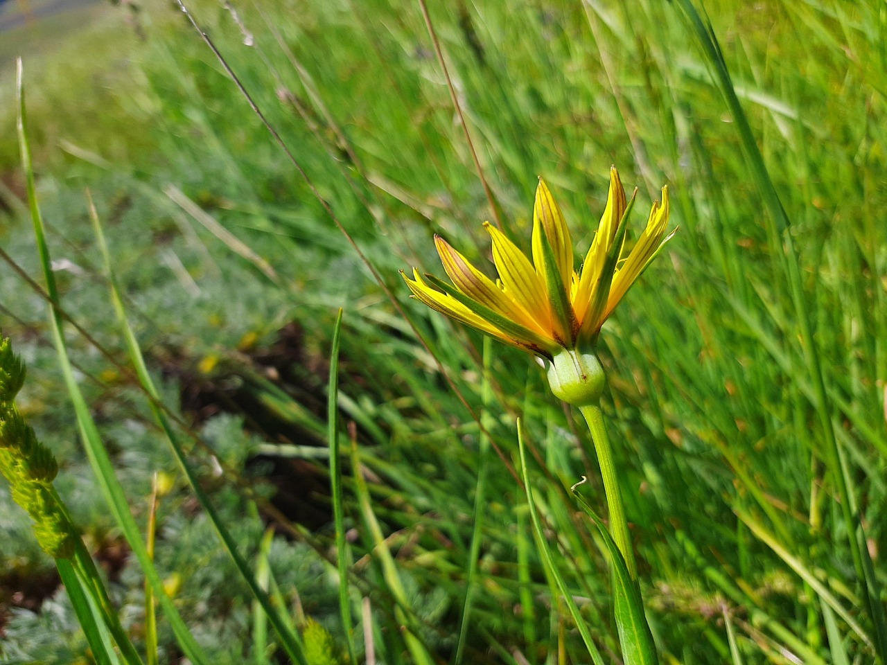 Tragopogon pratensis