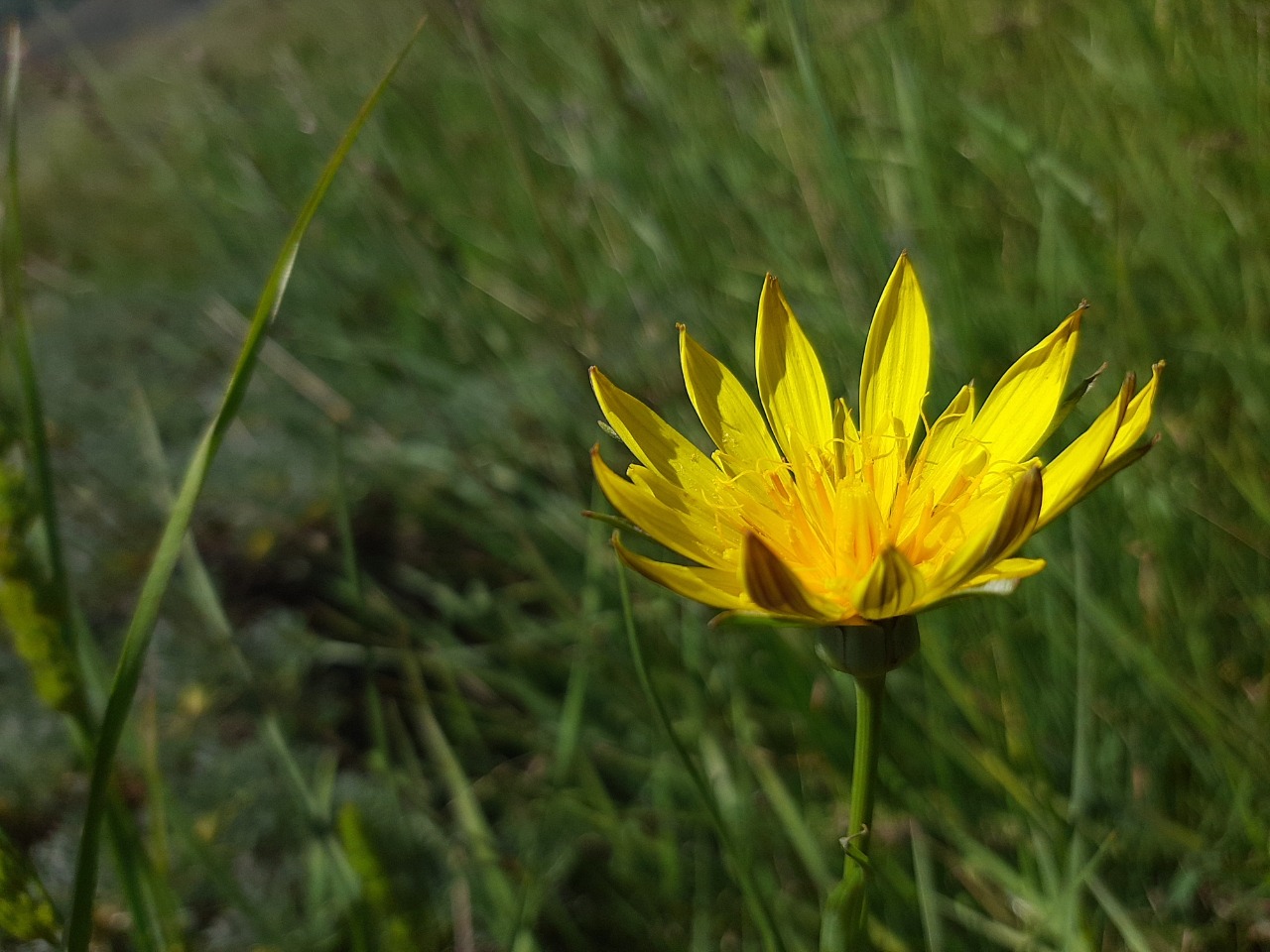 Tragopogon pratensis