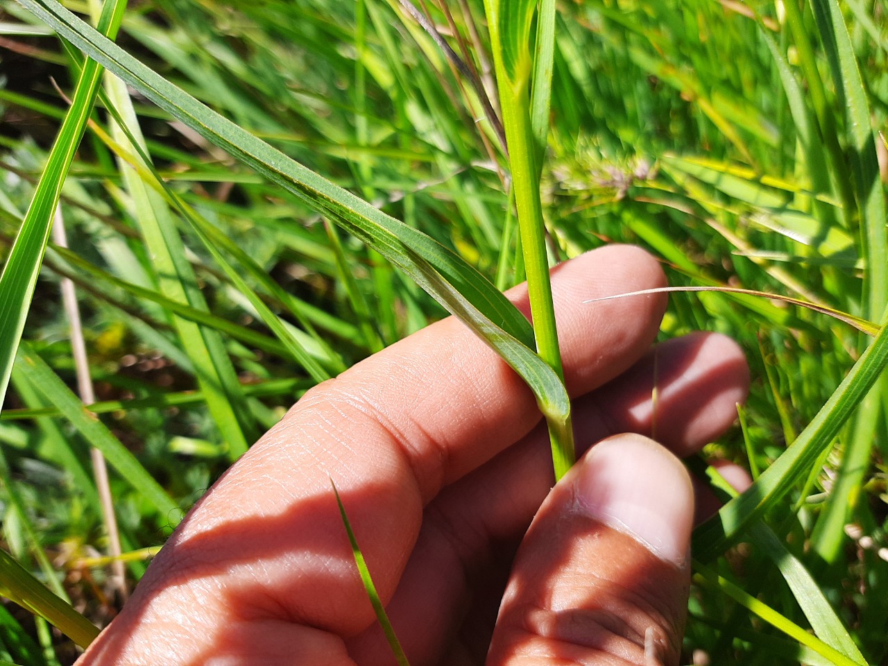 Tragopogon pratensis
