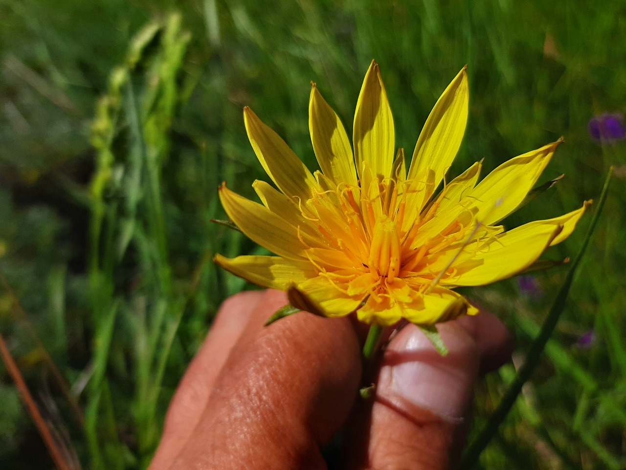 Tragopogon pratensis