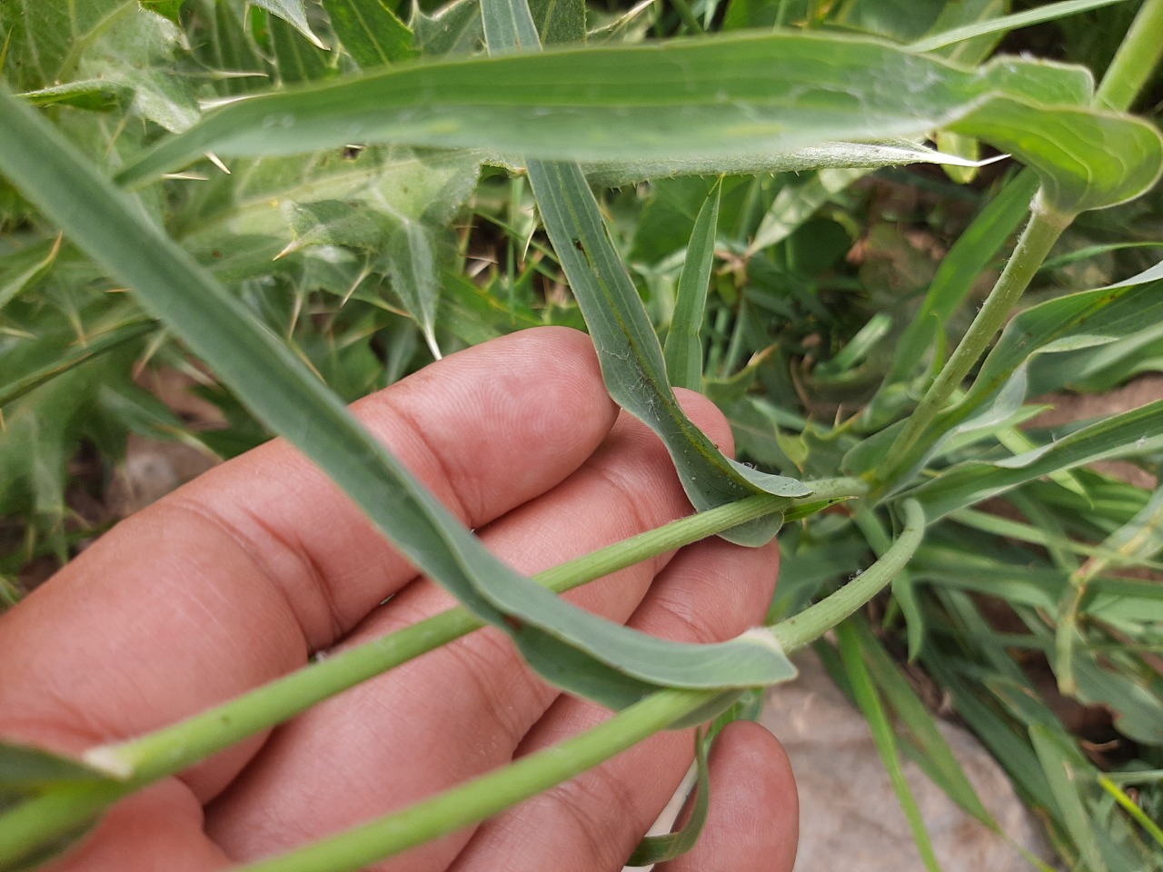 Tragopogon pratensis