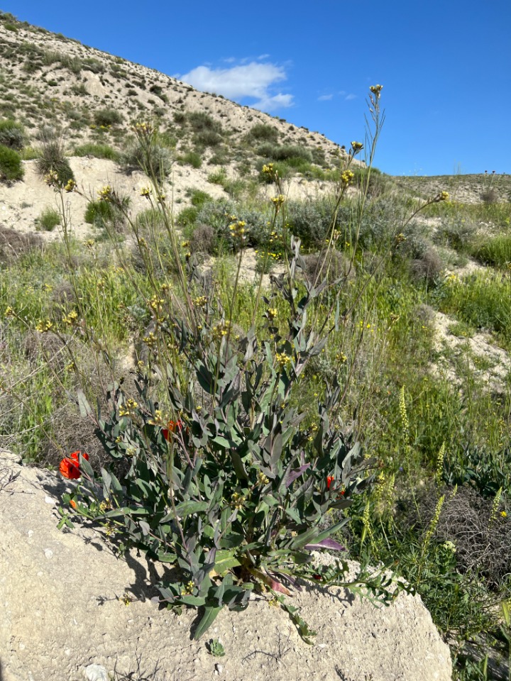 Conringia planisiliqua