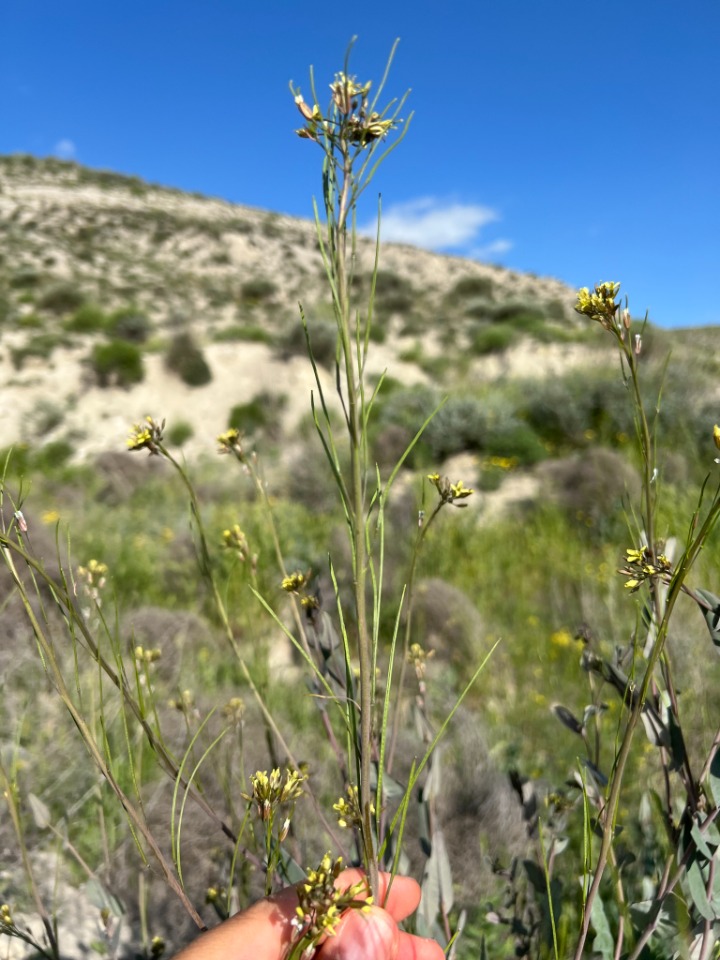 Conringia planisiliqua