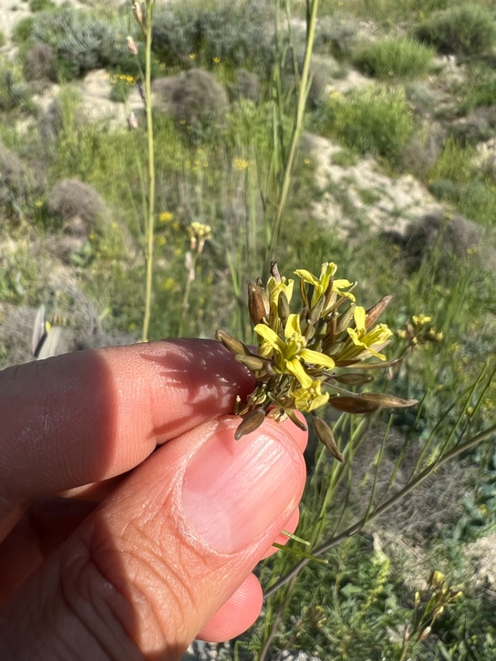Conringia planisiliqua