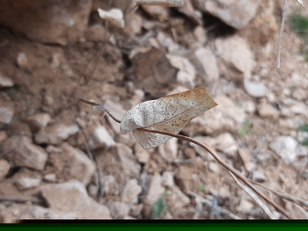 Conringia planisiliqua