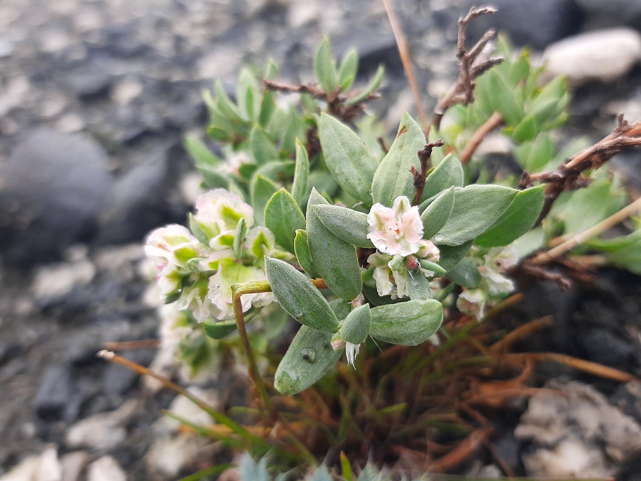 Atraphaxis grandiflora