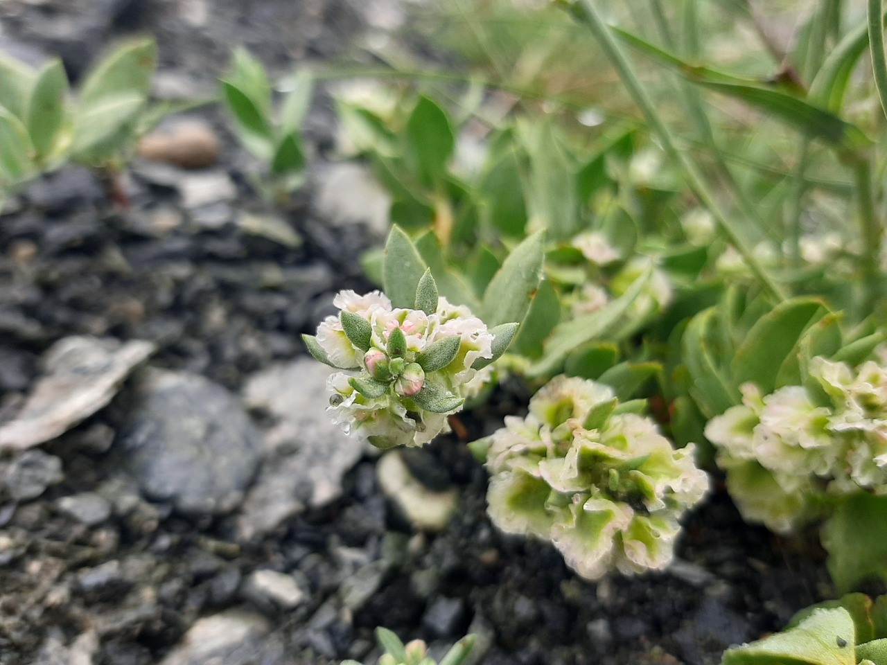 Atraphaxis grandiflora