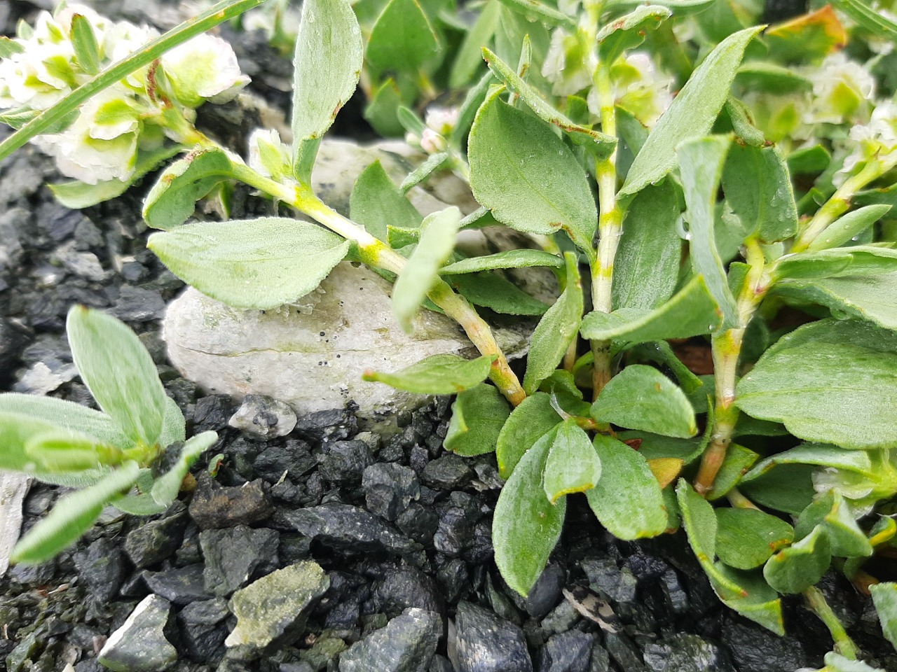 Atraphaxis grandiflora