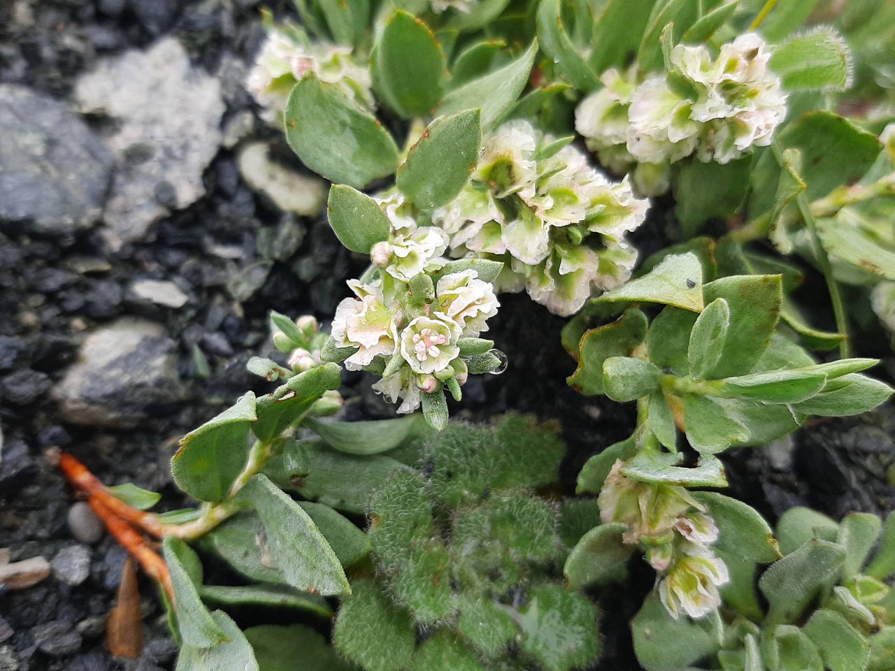 Atraphaxis grandiflora