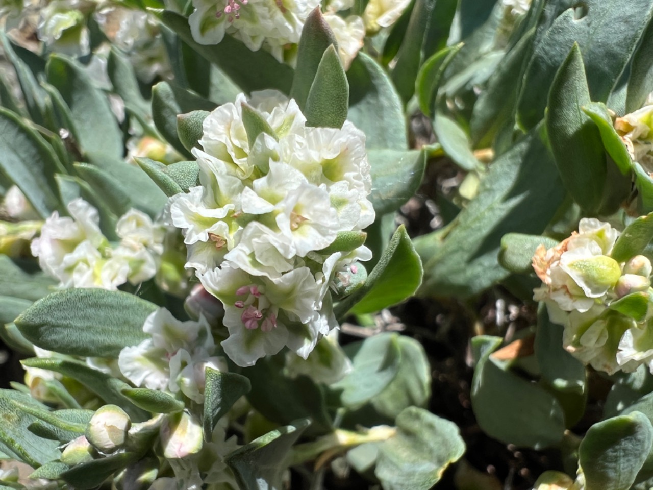 Atraphaxis grandiflora
