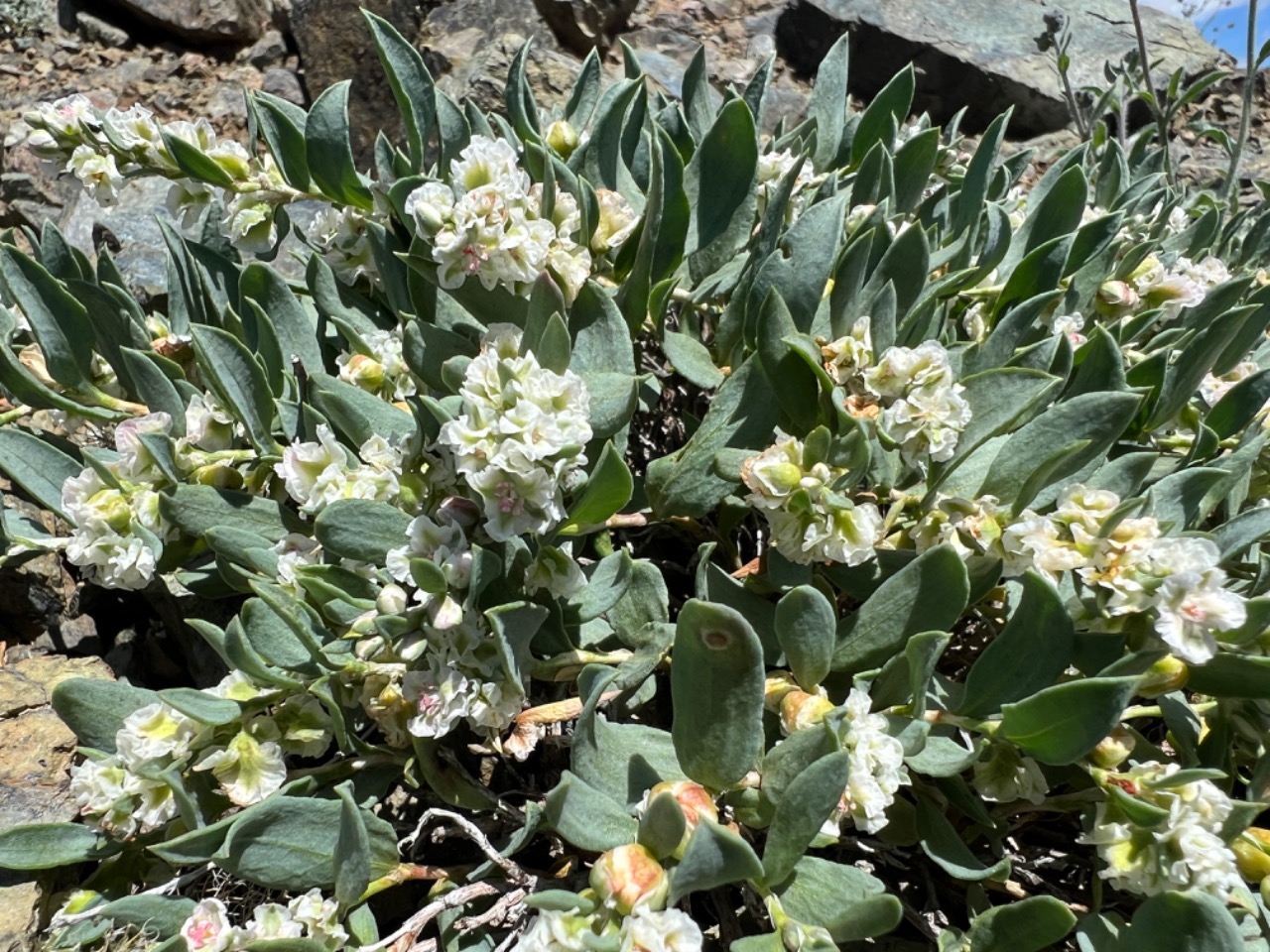 Atraphaxis grandiflora