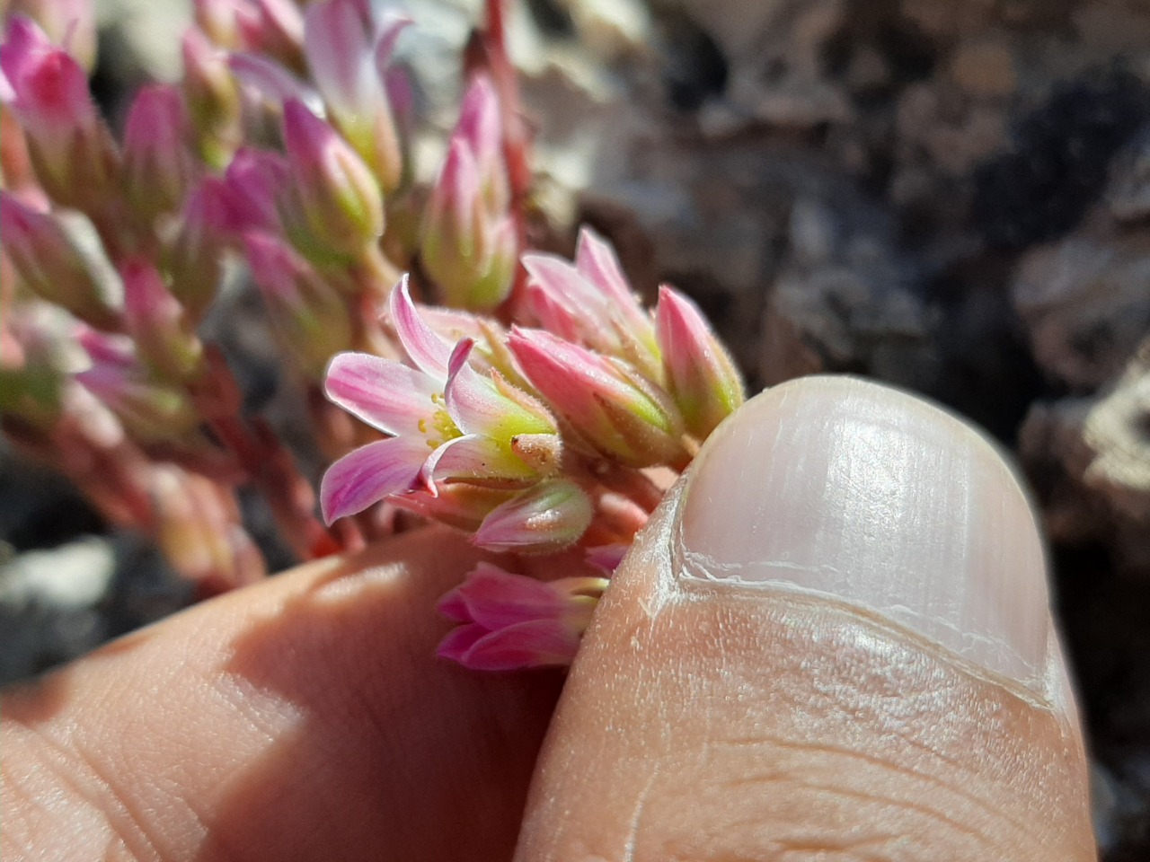 Sedum tenellum