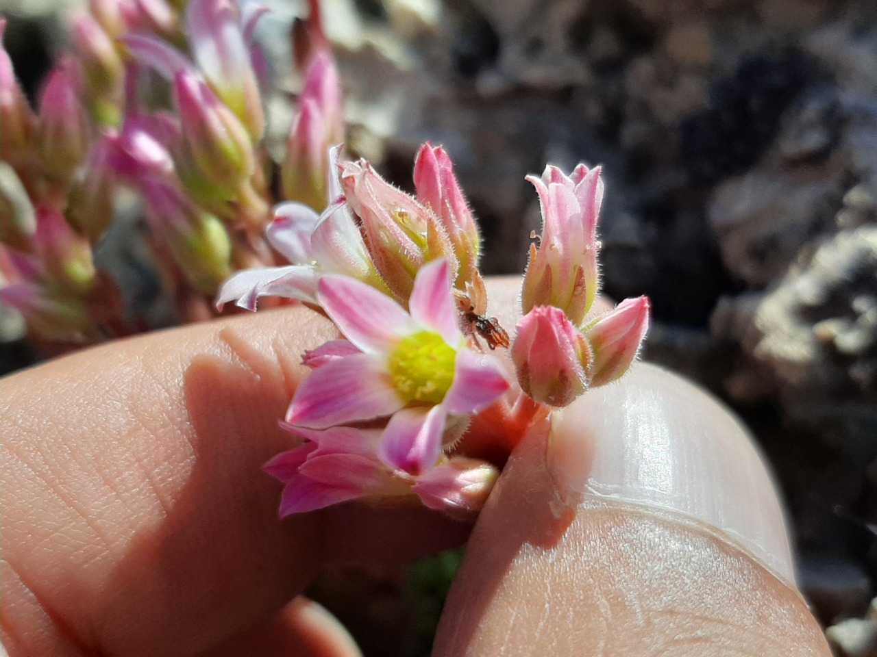 Sedum tenellum