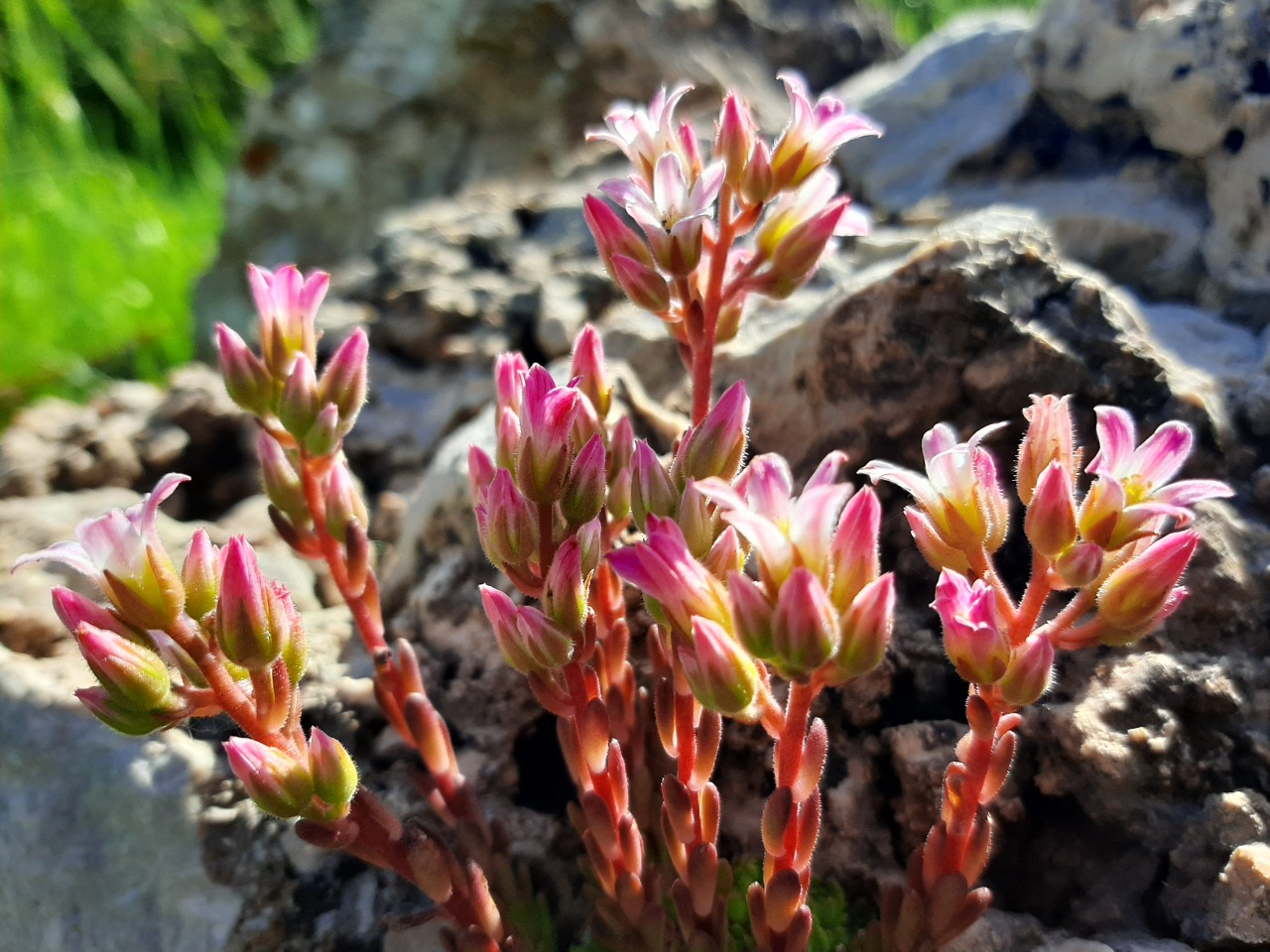 Sedum tenellum