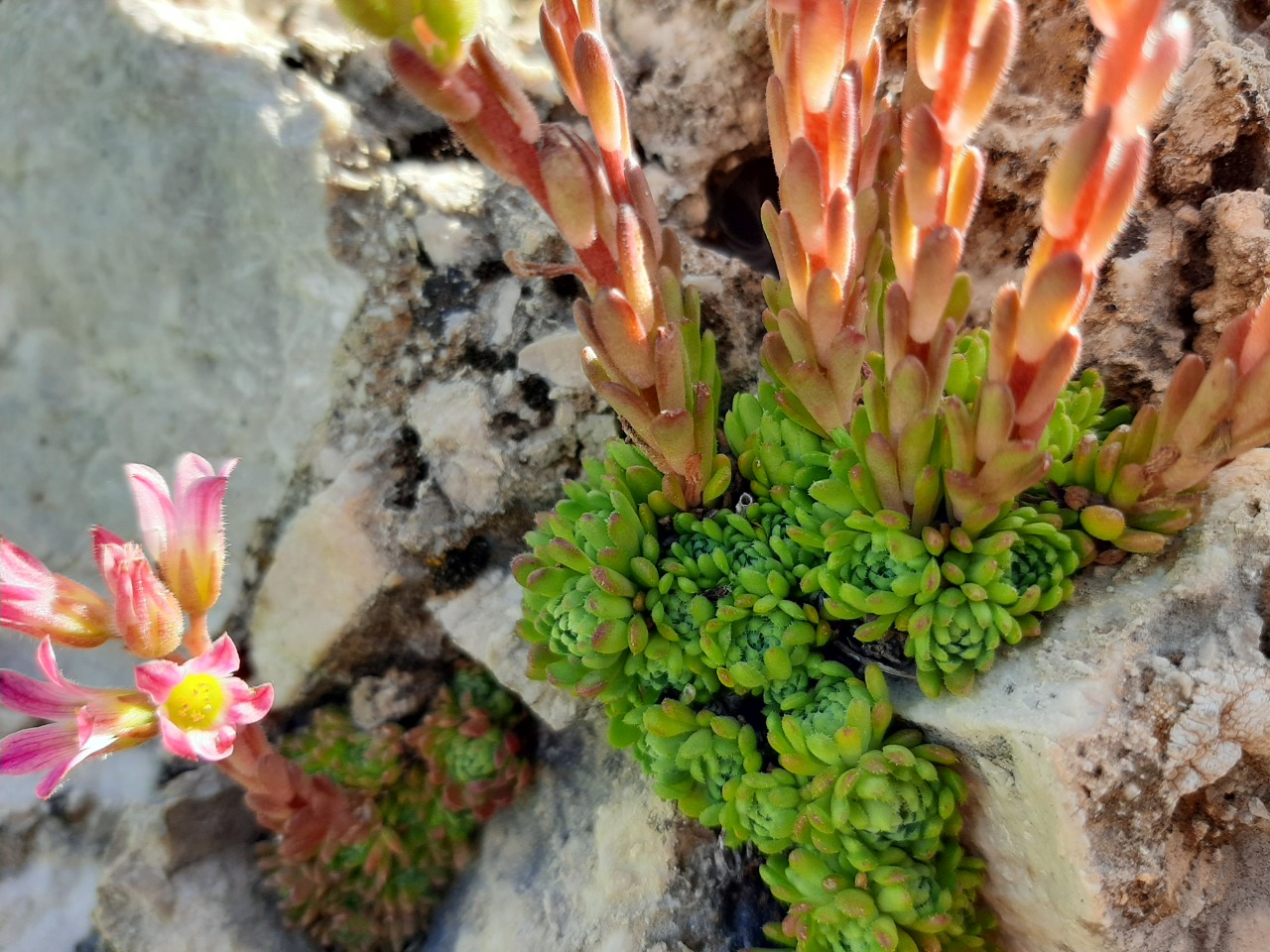 Sedum tenellum