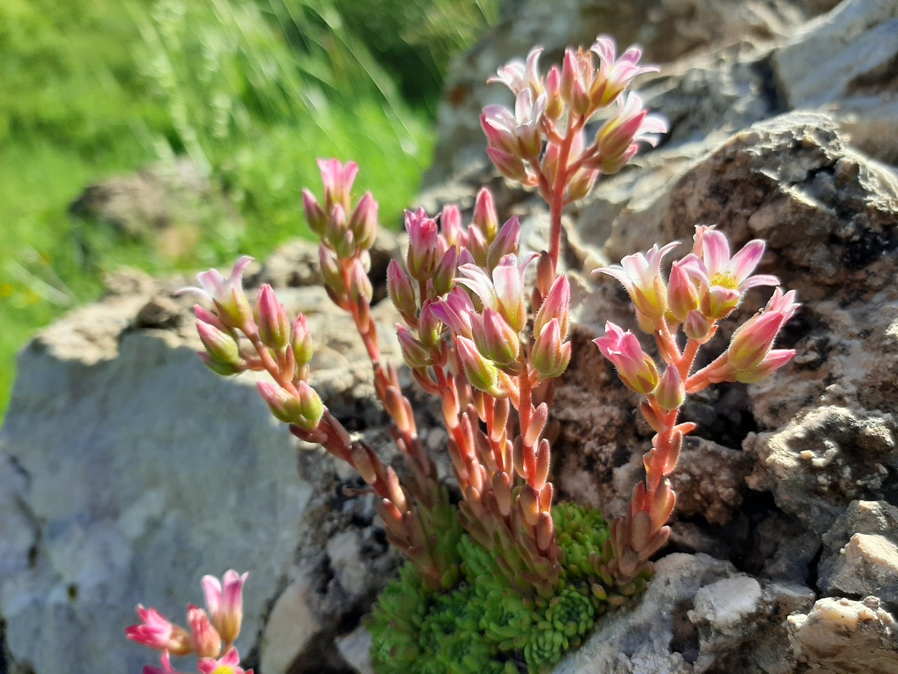 Sedum tenellum