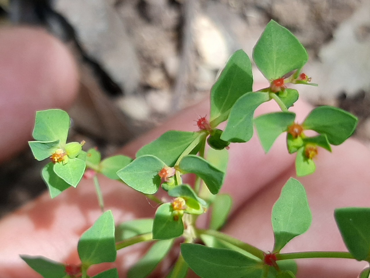 Euphorbia falcata