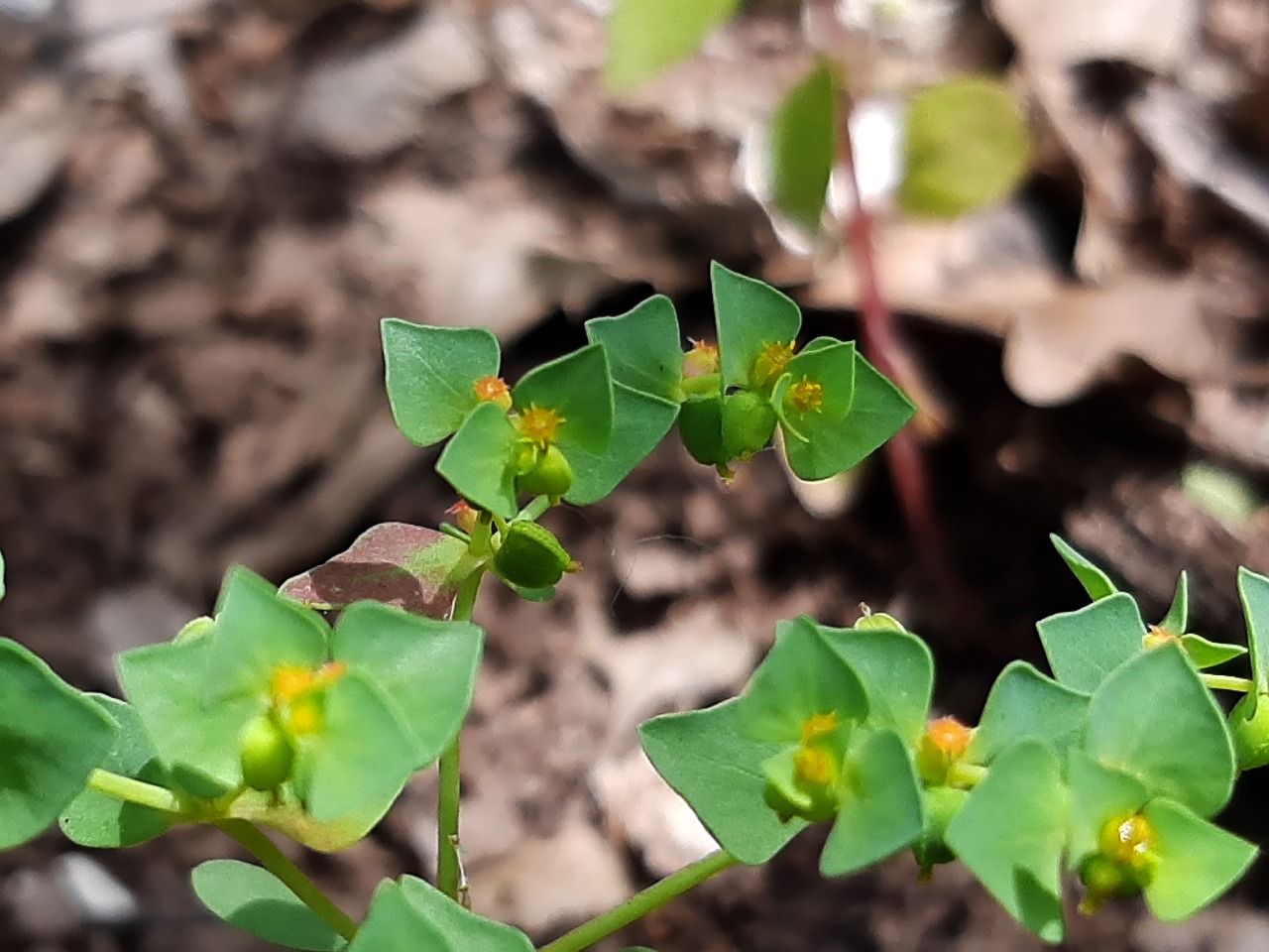 Euphorbia falcata